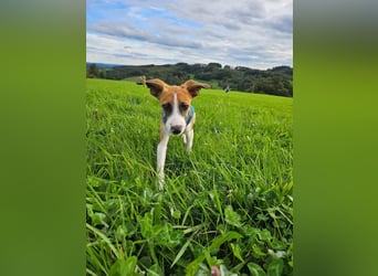 Asta - kleine Kuschelmaus sucht Sicherheit auf vier Pfoten