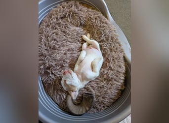 Peanut - kleines Flaschenkind sucht großes Glück