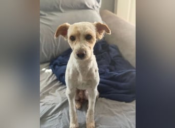 Canelo - vom verfilzten Fundhund zum treuen Familienfreund