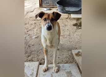 Athena - seit fast drei Jahren wartet sie im Tierheim
