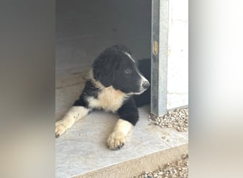 Guapa, ihre Geschwister sind schon vermittelt