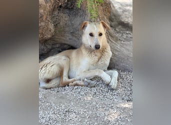 Iris – zarte Seele auf der Suche nach Geborgenheit