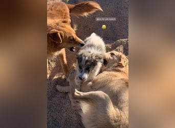 Biggi (2) unser dreibeiniger Sonnenschein
