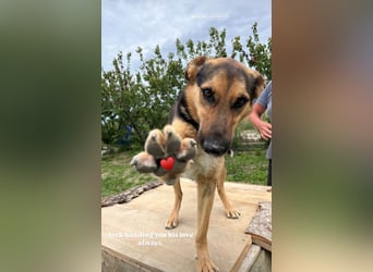 Jack (4/5) sucht immer noch ein Zuhause