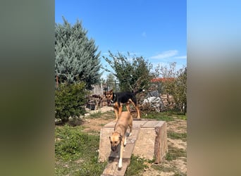Jack (4/5) sucht immer noch ein Zuhause