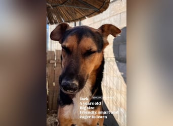 Jack (4/5) sucht immer noch ein Zuhause