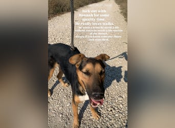 Jack (5) sucht immer noch ein Zuhause