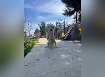 Biggi (2) unser dreibeiniger Sonnenschein
