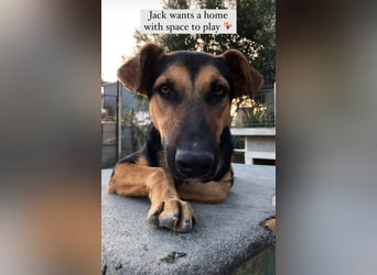 Jack (5) sucht immer noch ein Zuhause