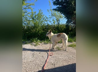 Lizzy (1) sucht ein liebevolles Zuhause