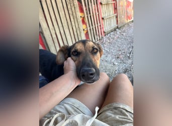 Jack (5) sucht immer noch ein Zuhause