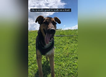 Jack (5) sucht immer noch ein Zuhause