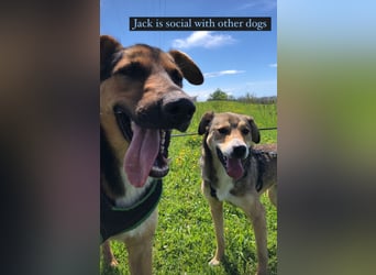 Jack (5) sucht immer noch ein Zuhause