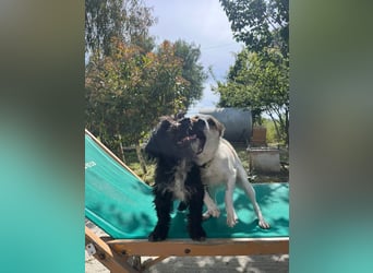 Lizzy (1) sucht ein liebevolles Zuhause