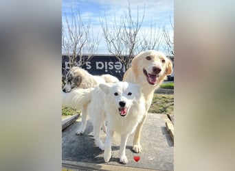 Biggi (2) unser dreibeiniger Sonnenschein