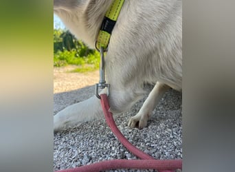 Lizzy (1) sucht ein liebevolles Zuhause