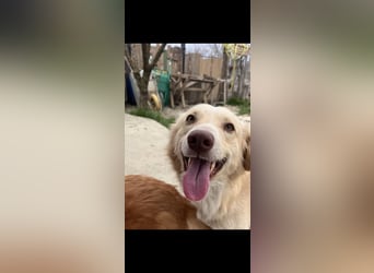 Biggi (2) unser dreibeiniger Sonnenschein