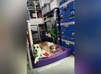 Lizzy (1) sucht ein liebevolles Zuhause