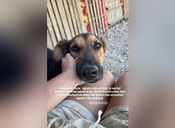 Jack (4/5) sucht immer noch ein Zuhause