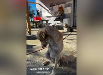 Biggi (2) unser dreibeiniger Sonnenschein