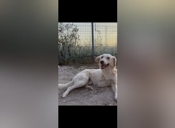 Biggi (2) unser dreibeiniger Sonnenschein