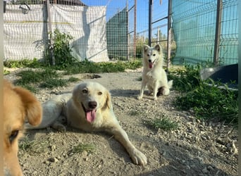 Biggi (2) unser dreibeiniger Sonnenschein