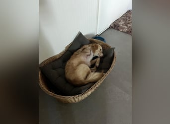 Biggi (2) unser dreibeiniger Sonnenschein