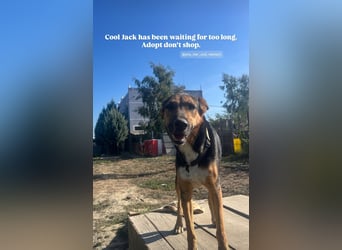 Jack (5) sucht immer noch ein Zuhause