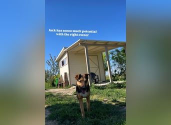 Jack (4/5) sucht immer noch ein Zuhause