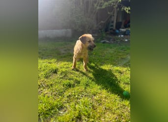 Pepper sucht ihr Glück (47839 Krefeld)