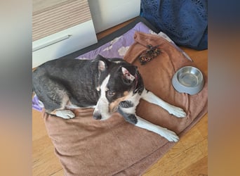 Notfall. Dringend Hilfe für Ringo und Meggie gesucht