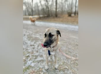 Sanfte Seele Emma sucht ihr Zuhause!