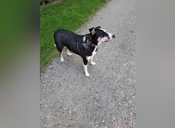 Notfall. Dringend Hilfe für Ringo und Meggie gesucht