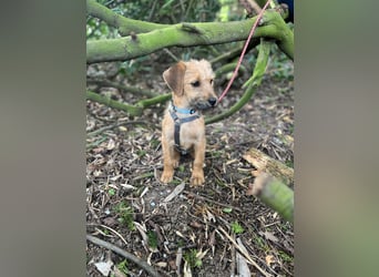 Pepper sucht ihr Glück (47839 Krefeld)