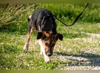 Wundervolle Rixa möchte endlich ankommen (77866 Rheinau)