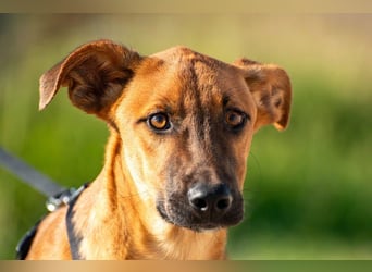 Bjarne – ein Freund fürs Leben (4700 Eupen)