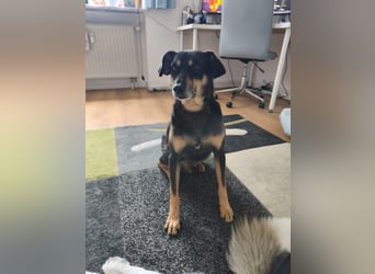 Kleiner Luca wartet in der Nähe von München