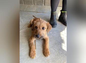 Pepper sucht ihr Glück (47839 Krefeld)