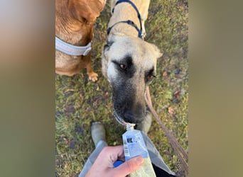 Sanfte Seele Emma sucht ihr Zuhause!