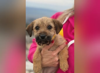 Pepper sucht ihr Glück (47839 Krefeld)