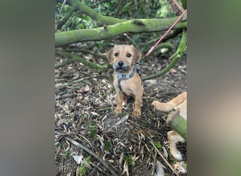 Pepper sucht ihr Glück (47839 Krefeld)