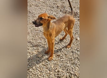 Bjarne – ein Freund fürs Leben (4700 Eupen)