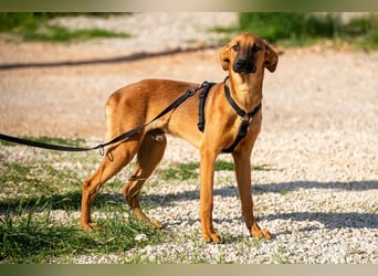 Bjarne – ein Freund fürs Leben (4700 Eupen)