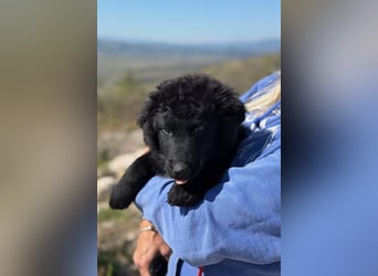 Rumi - Freund fürs Leben gesucht