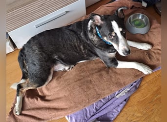 Notfall. Dringend Hilfe für Ringo und Meggie gesucht