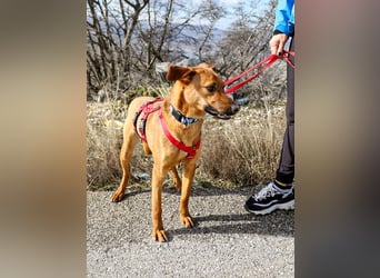 Bjarne – ein Freund fürs Leben (4700 Eupen)