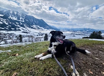 TUCKER (*2021) auf PS in 97080 Würzburg