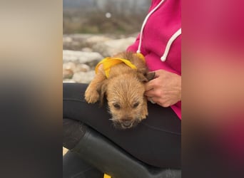 Pepper sucht ihr Glück (47839 Krefeld)