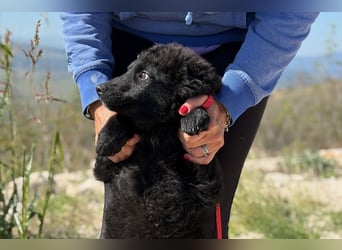 Rumi - Freund fürs Leben gesucht