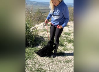 Rumi - Freund fürs Leben gesucht